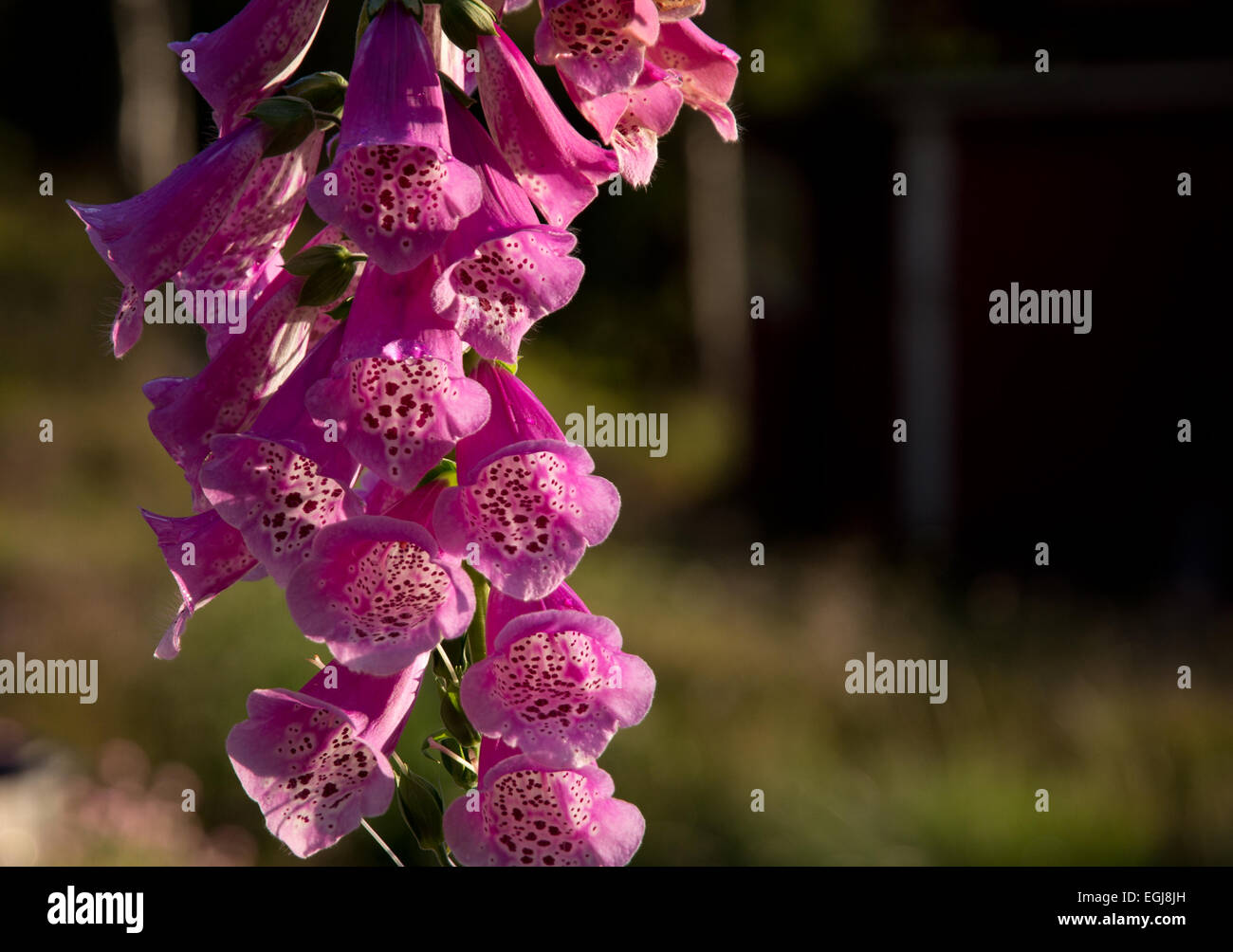 Foxglove, comune foxglove, viola foxglove o Digitalis purpurea macro di fiori. Foto Stock
