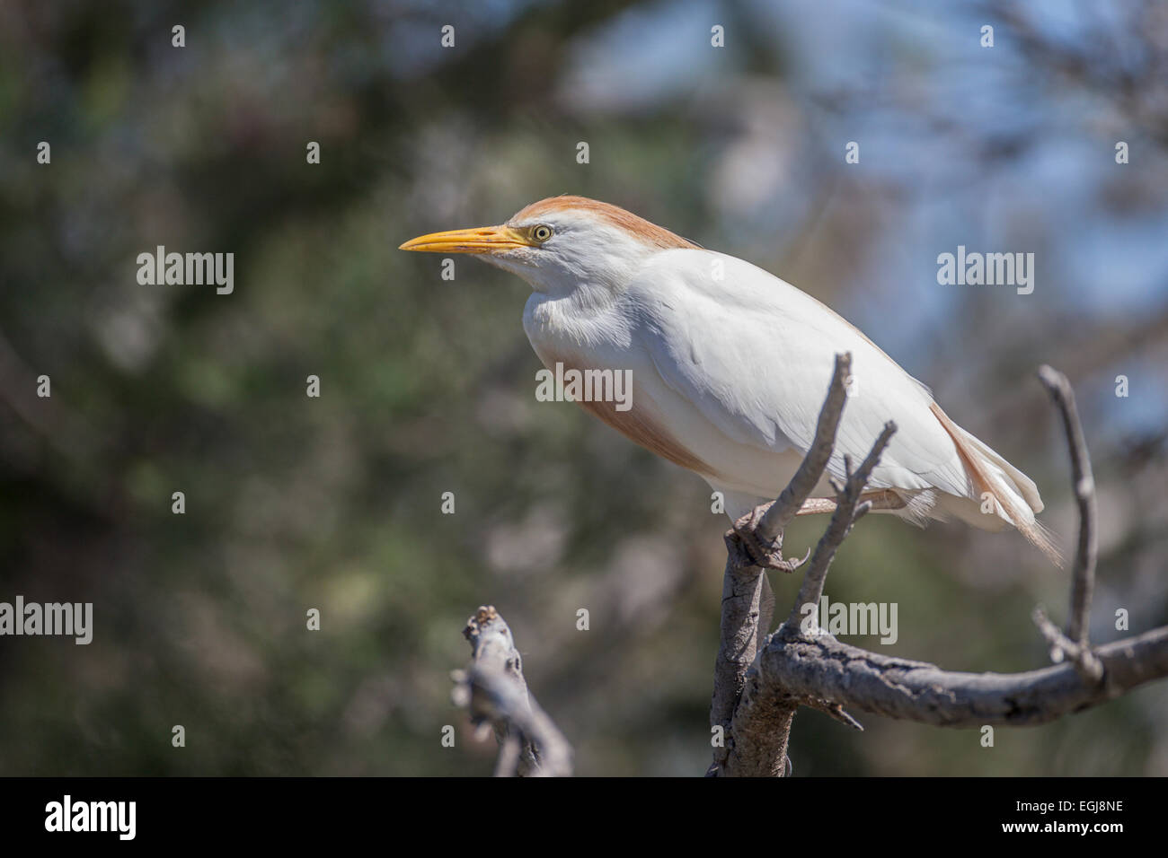 PARC ORNITOLOGIQUE DU PONT DE GAU, Francia - 15 Maggio 2014: Ritratto di un airone guardabuoi (Bubulcus ibis) in allevamento piumaggio. Foto Stock