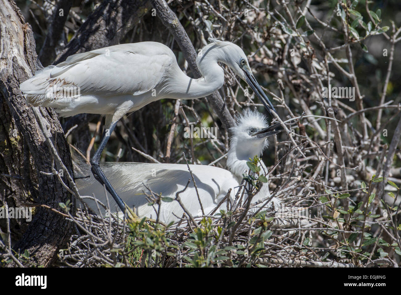 PARC ORNITOLOGIQUE DU PONT DE GAU, Francia - 15 Maggio 2014: coppia di nidificazione di garzetta (Egretta garzetta). Foto Stock