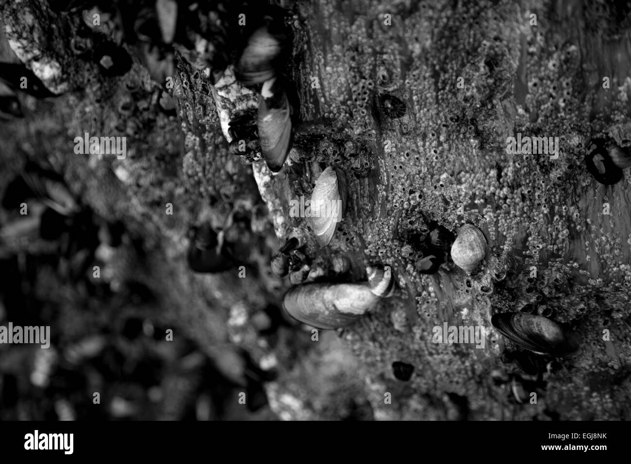 Cozze, Cornwall Foto Stock