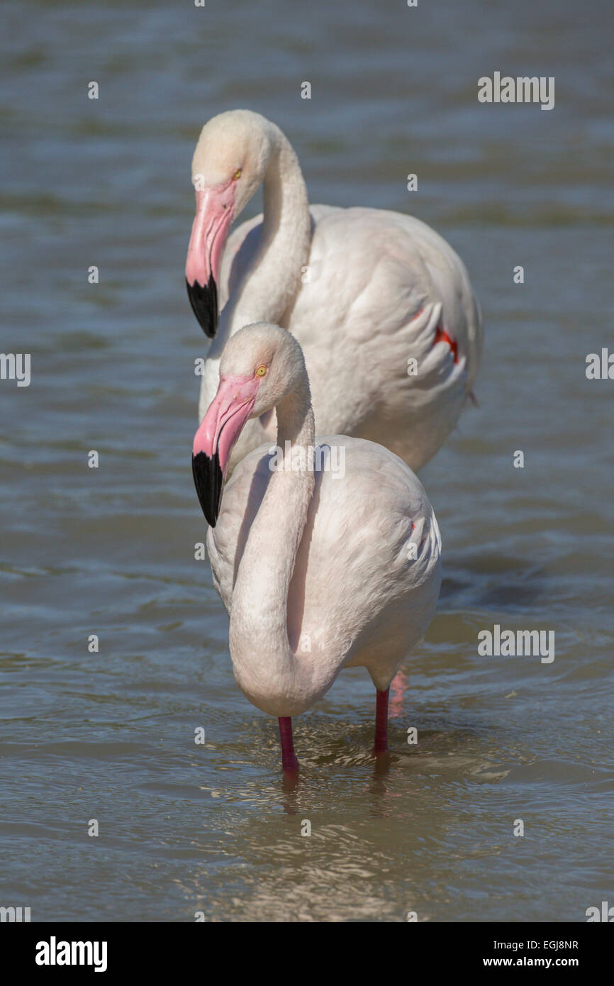 PARC ORNITOLOGIQUE DU PONT DE GAU, Francia - 15 Maggio 2014: coppia di fenicotteri (Phoenicopterus roseus). Foto Stock