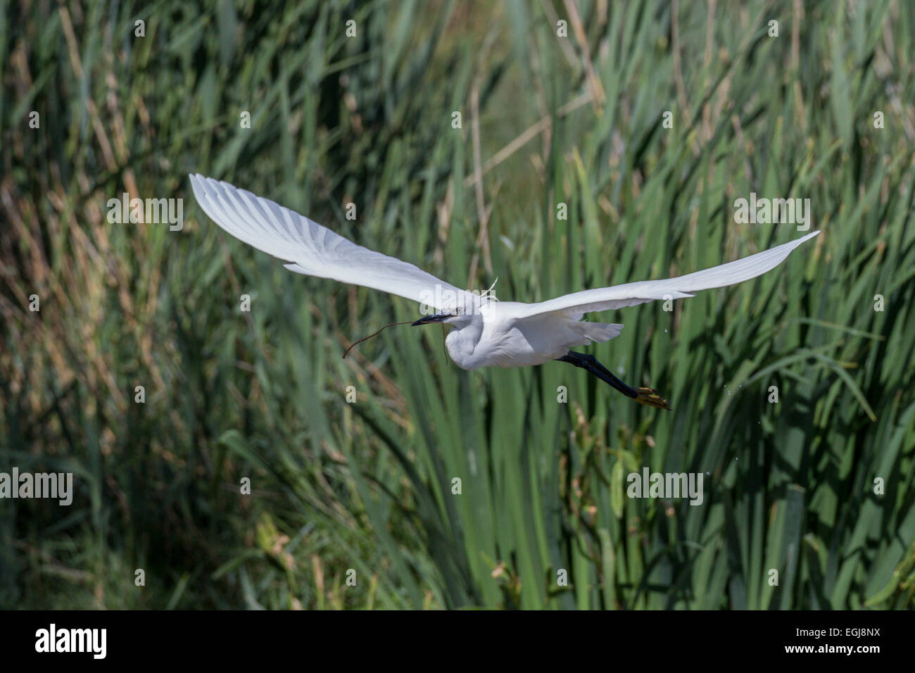 PARC ORNITOLOGIQUE DU PONT DE GAU, Francia - 15 Maggio 2014: battenti garzetta (Egretta garzetta). Foto Stock