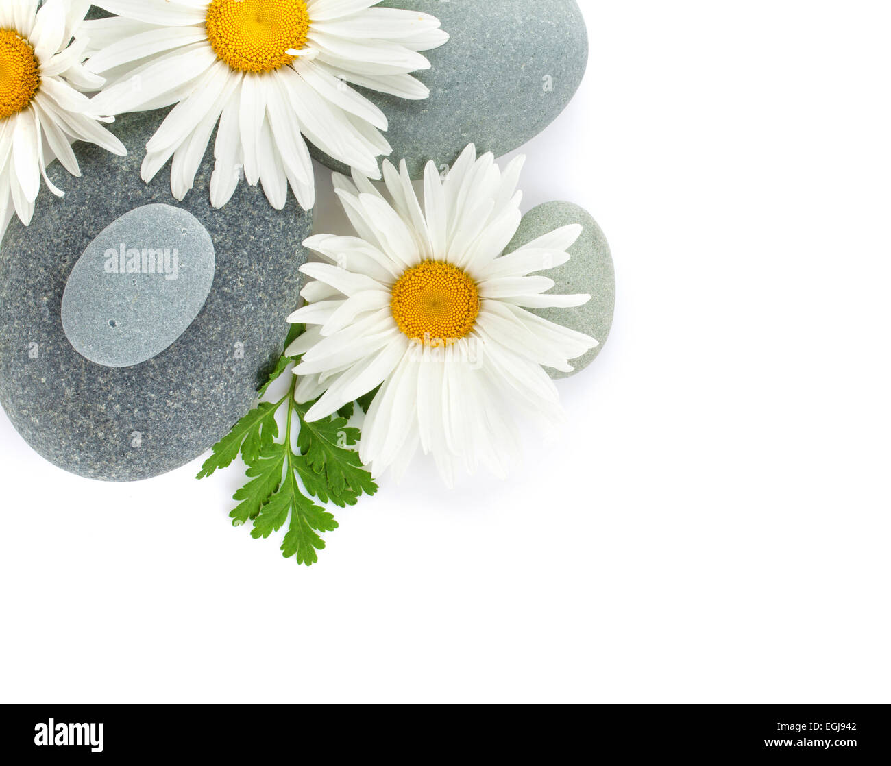 Daisy camomilla fiori e pietre di mare. Isolato su sfondo bianco Foto Stock