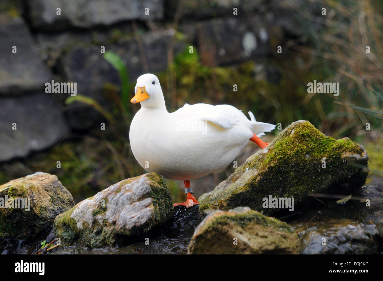 Un bianco anatra chiamata a Arundel, West Sussex Foto Stock
