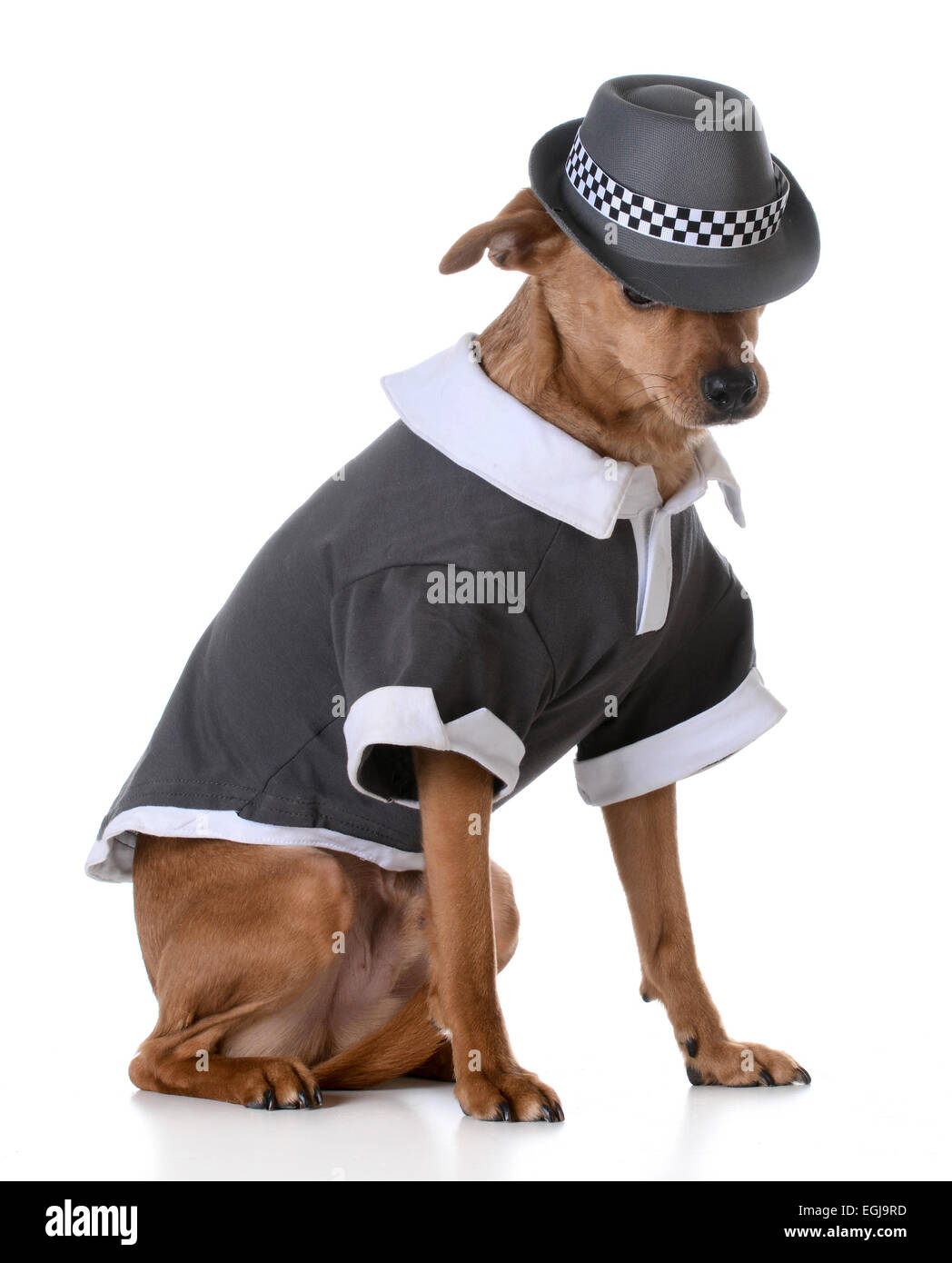 Carino di razza cane indossando una maglietta e fedora su sfondo bianco Foto Stock