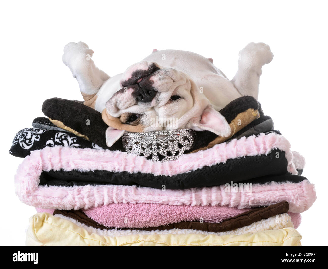 Rovinato cane posa su una pila di soft dog beds isolati su sfondo bianco - Bulldog inglese Foto Stock