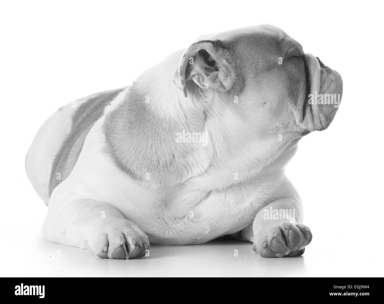 Bulldog inglese cucciolo che stabilisce Foto Stock
