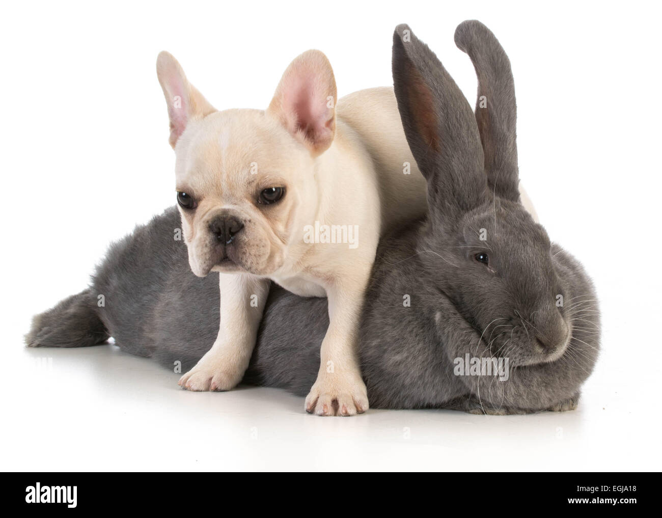 Bunny e cucciolo - bulldog francese cucciolo di arrampicarsi su coniglietto fiamminga su sfondo bianco Foto Stock