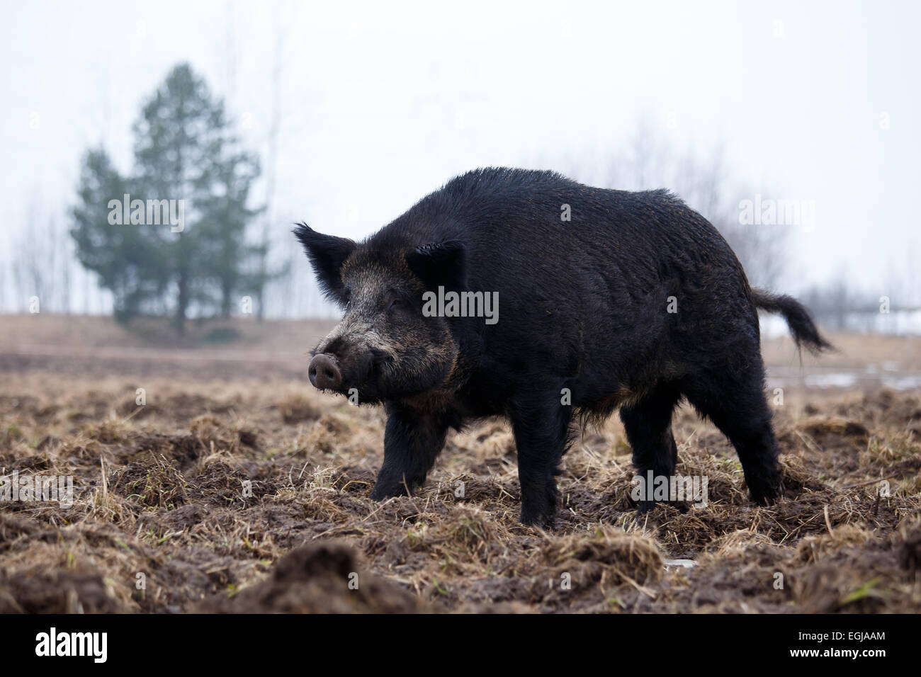 Cinghiale maschio Foto Stock