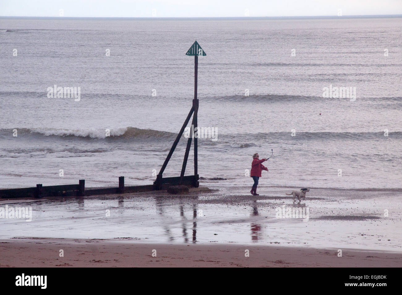 Una donna esercita il suo cane sulla spiaggia a Exmouth, Devon Foto Stock