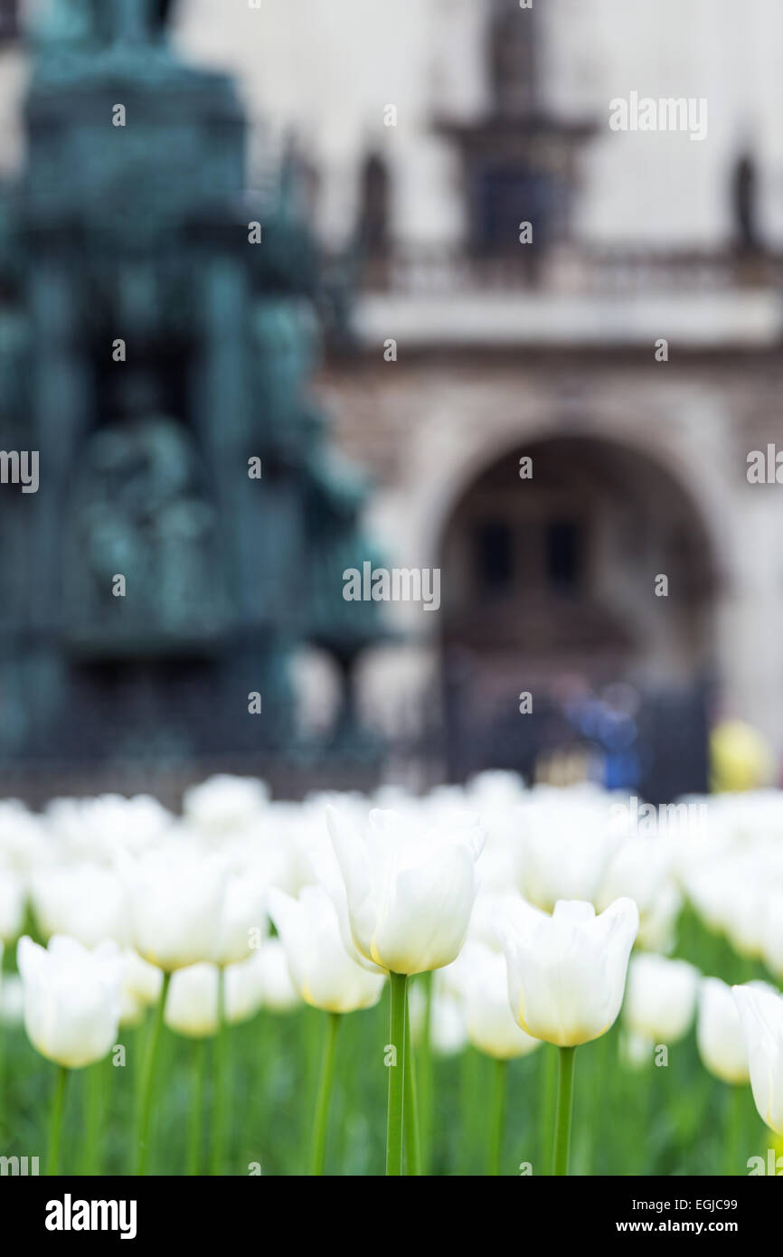 Tulipani bianco sullo sfondo dell'edificio Foto Stock