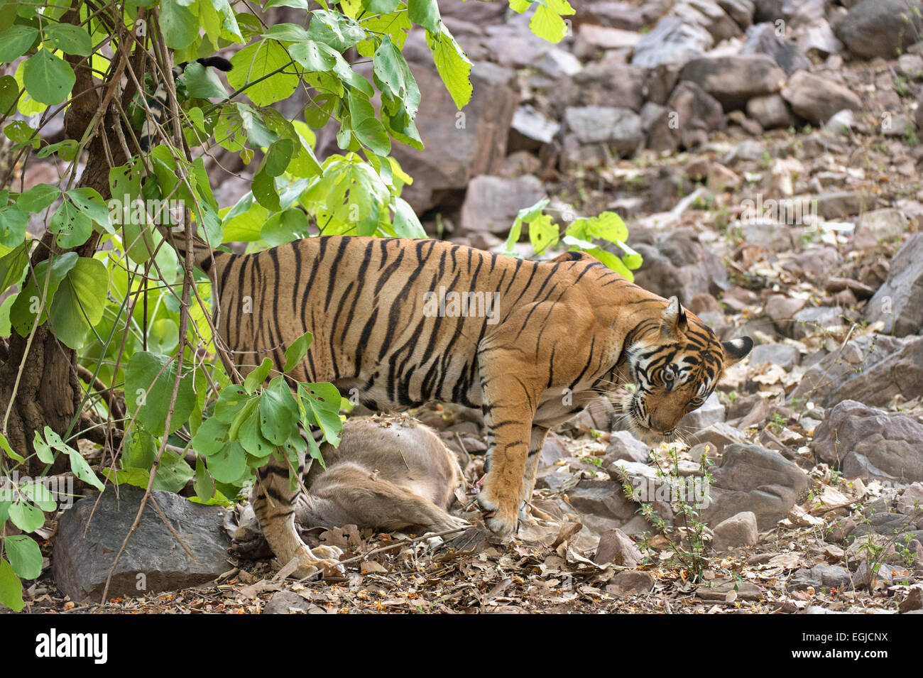 Wild Indian Tiger con un cervo Sambar uccidere nelle foreste secche di Ranthambhore national park, India Foto Stock
