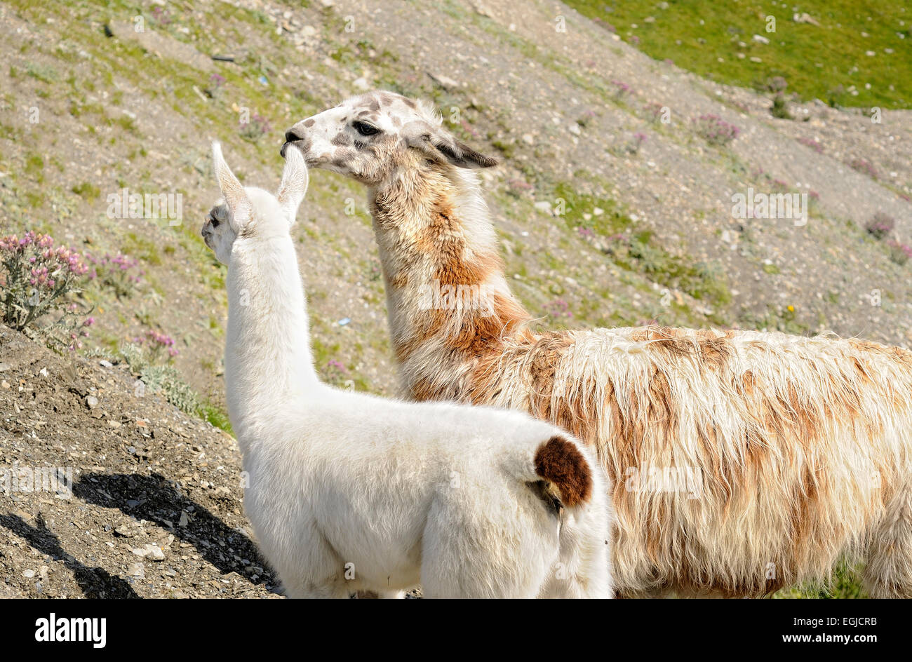 Ritratto di giovani e adulti, llama Llama glama. Col du Tourmalet. Pirenei. La Francia. Foto Stock
