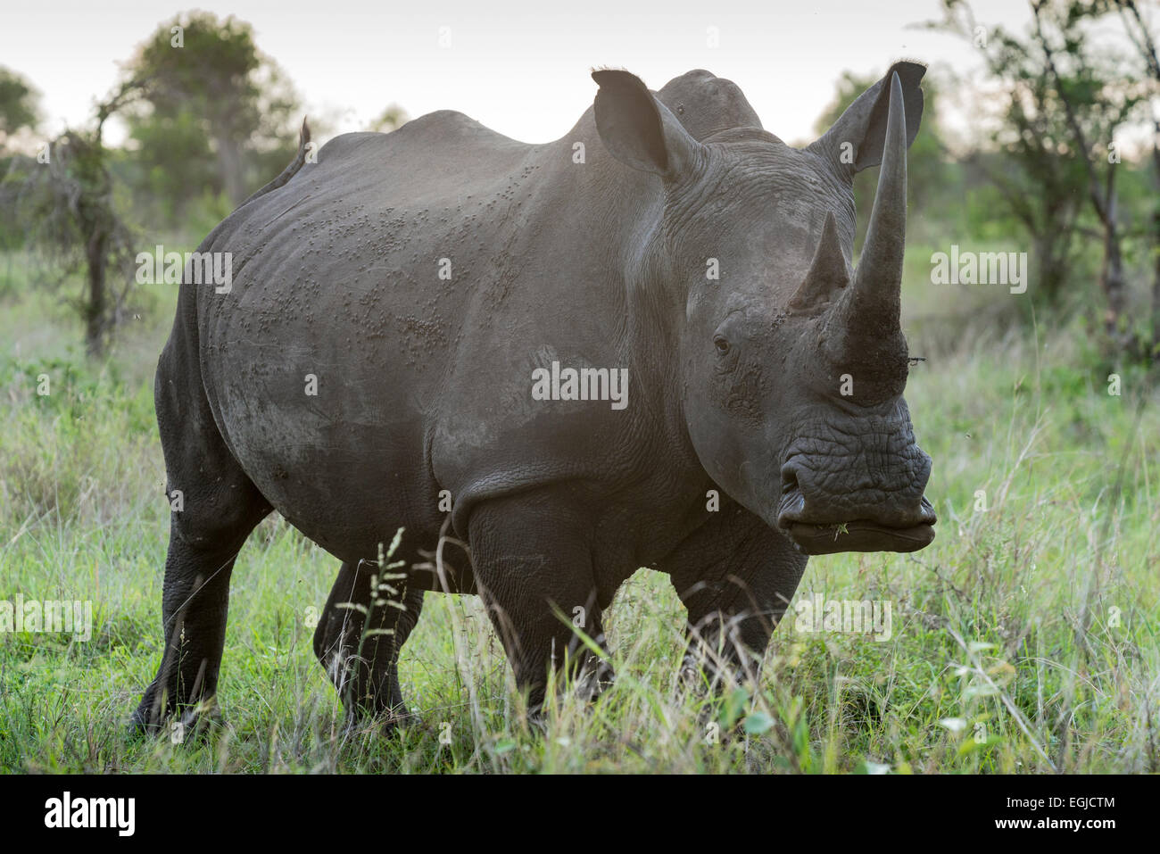 Rinoceronte bianco, (Ceratotherium simum) guardando la telecamera, Kruger National Park, Sud Africa Foto Stock