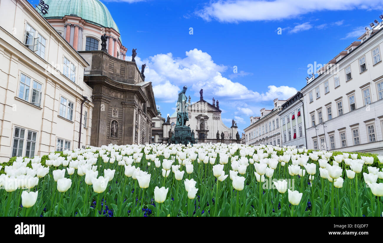 Tulipani bianco sullo sfondo dell'edificio Foto Stock