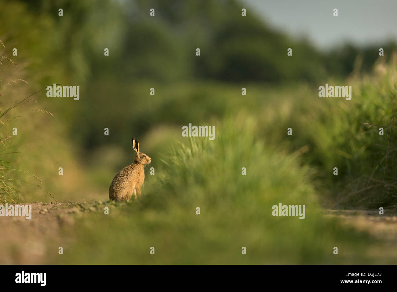 Unione Brown, lepre Lepus europaeus, su terreni agricoli, Suffolk, Regno Unito. Foto Stock