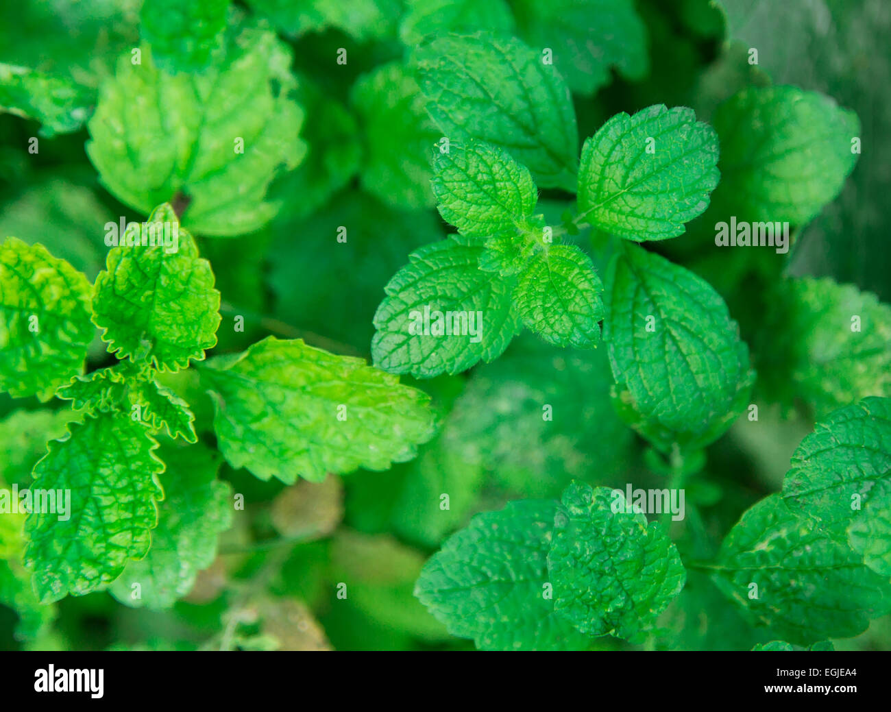 Melissa, balsamo di limone verde che cresce in giardino Foto Stock
