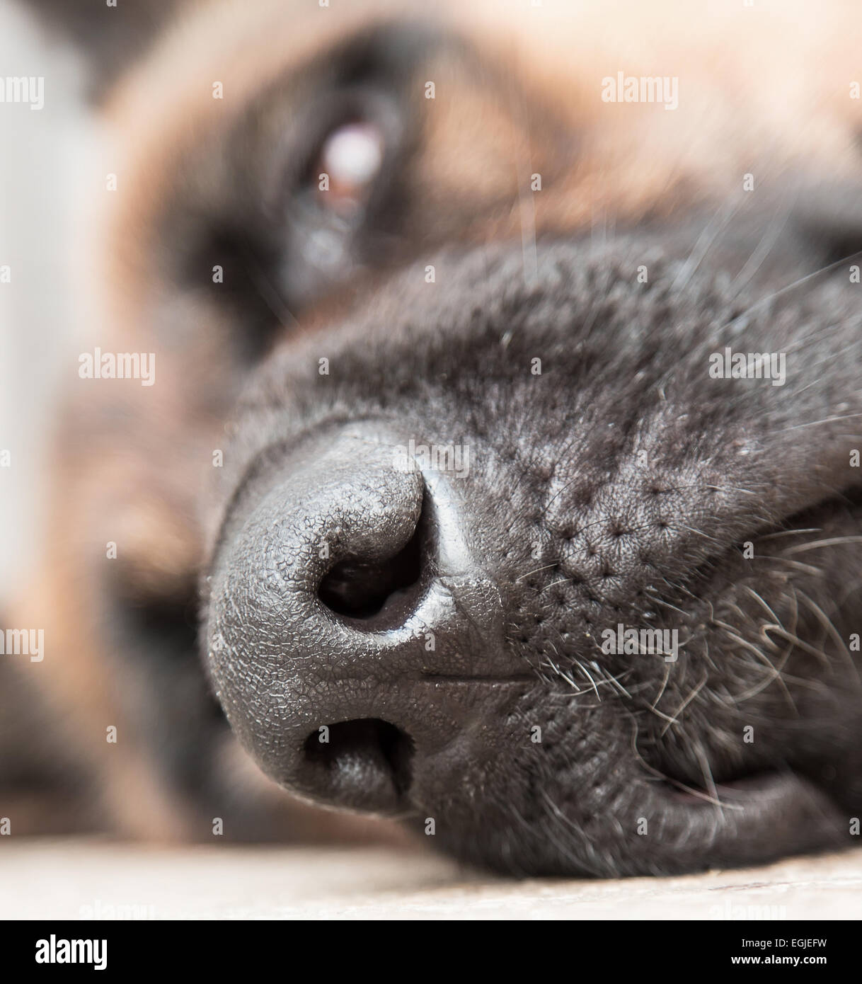 Pastore Tedesco cane close up Foto Stock