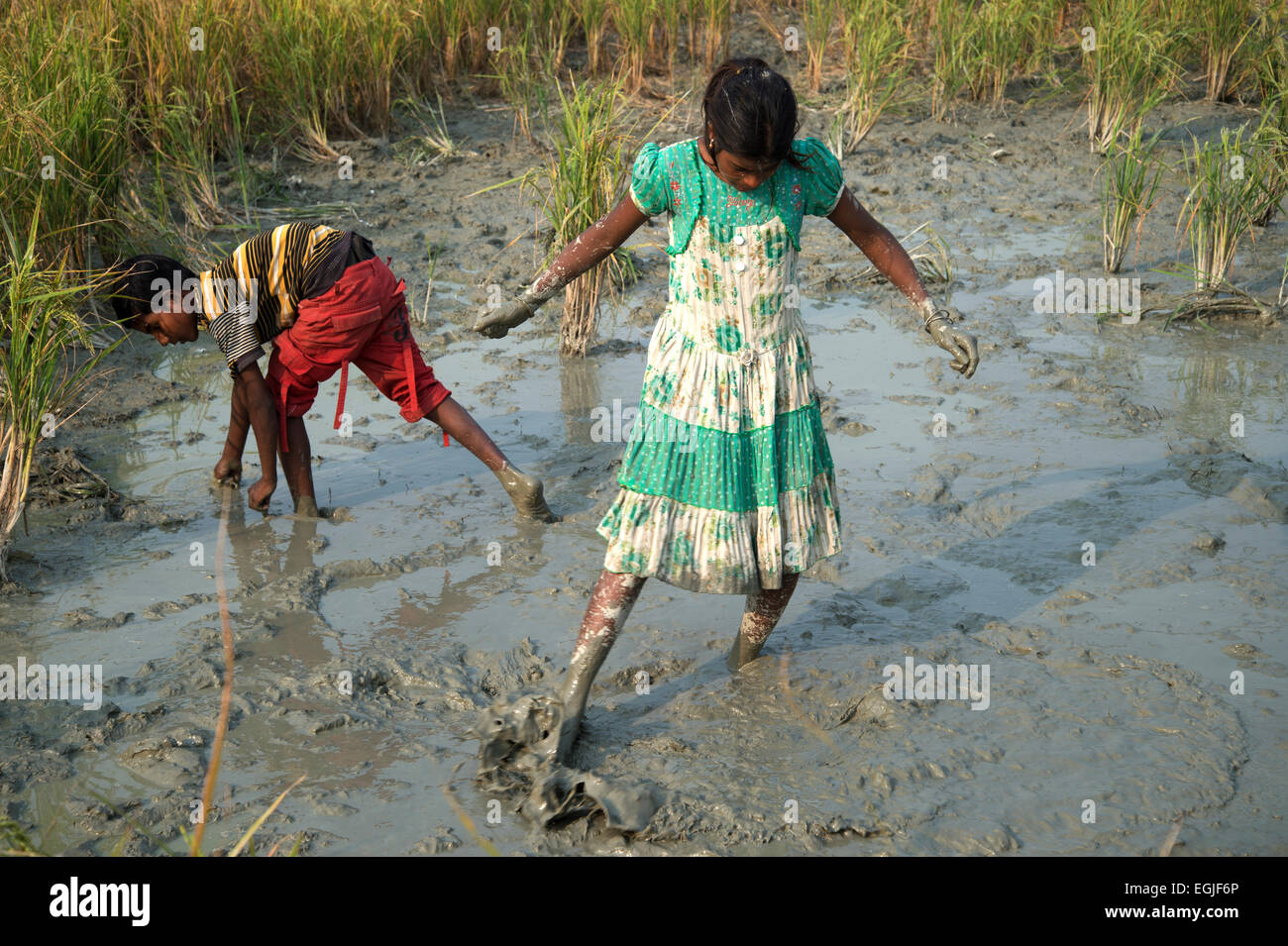 Bihar. India. Villaggio Mastichak. Bambini che cercano di pescare dopo il raccolto di riso. Foto Stock