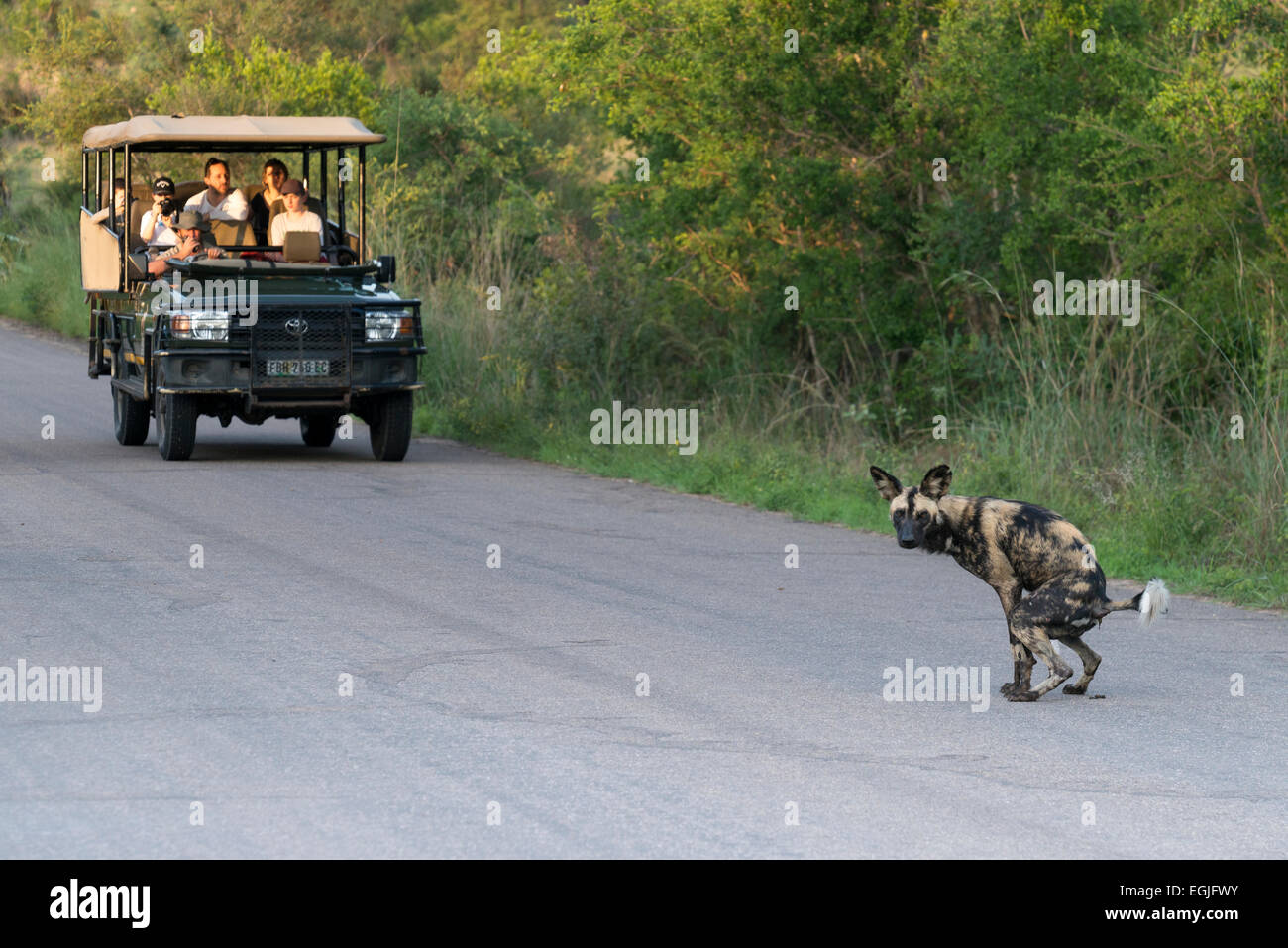 African wild dog (Lycaon pictus) defecare su una strada, toursits guardando da una jeep, Kruger National Park, Sud Africa Foto Stock