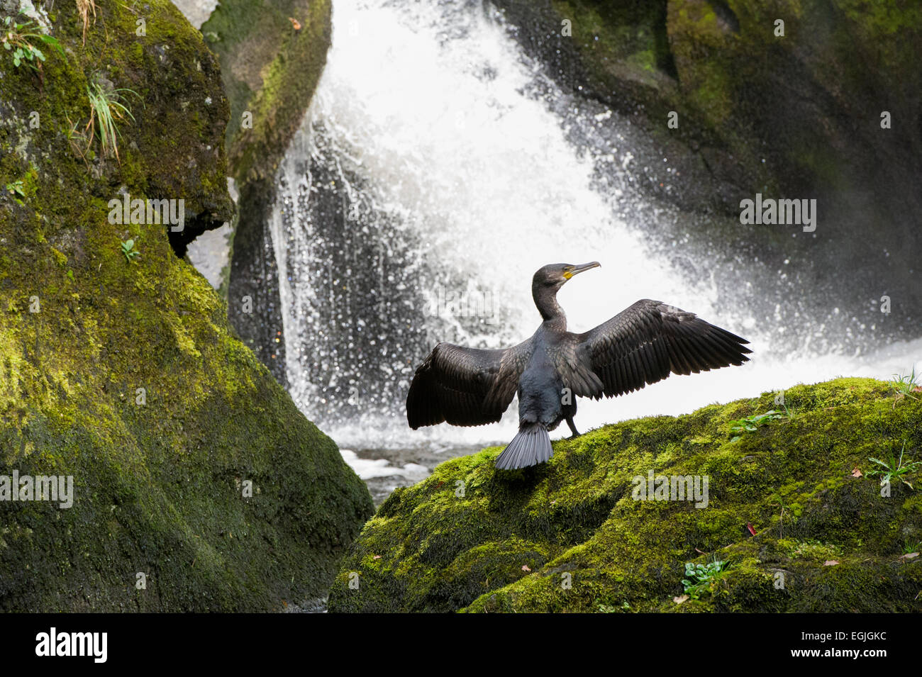 Un cormorano (Phalacrocorax carbo) essiccazione è ali su una roccia sul Ingleton Waterfall Trail nel Nord Yorkshire Dales Foto Stock