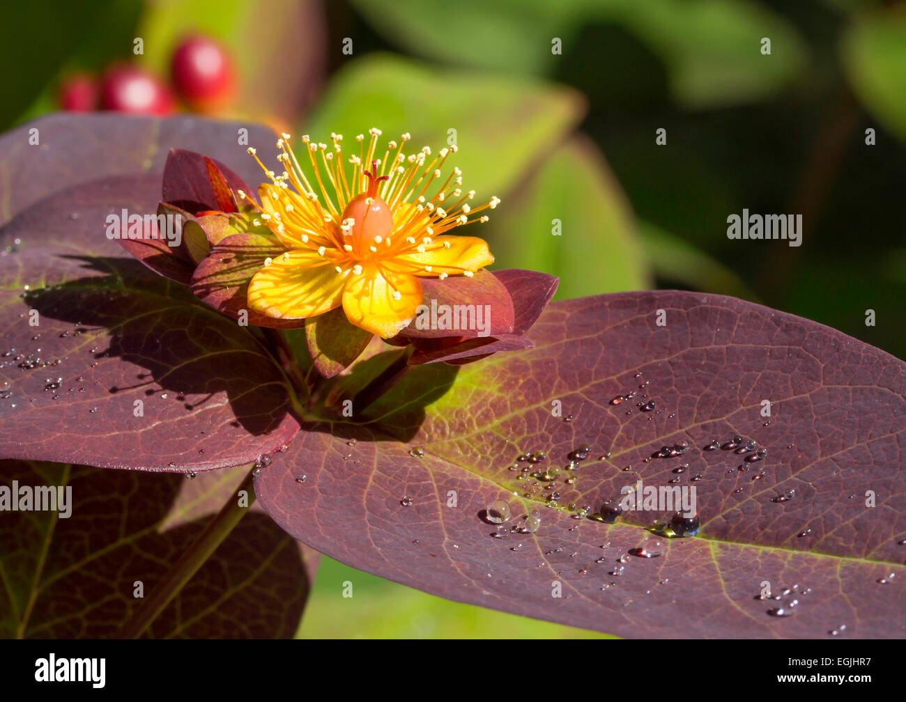 Hypericum Androsaemum 'Albury Purple' luminoso giallo fiore con goccioline di acqua su foglie di colore viola Foto Stock