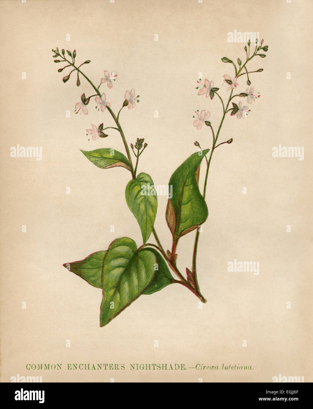 Comune di incantatore Nightshade (Circaea lutetiana) chromolithograph Artista: Anne Pratt "fiori selvatici"1852 Foto Stock