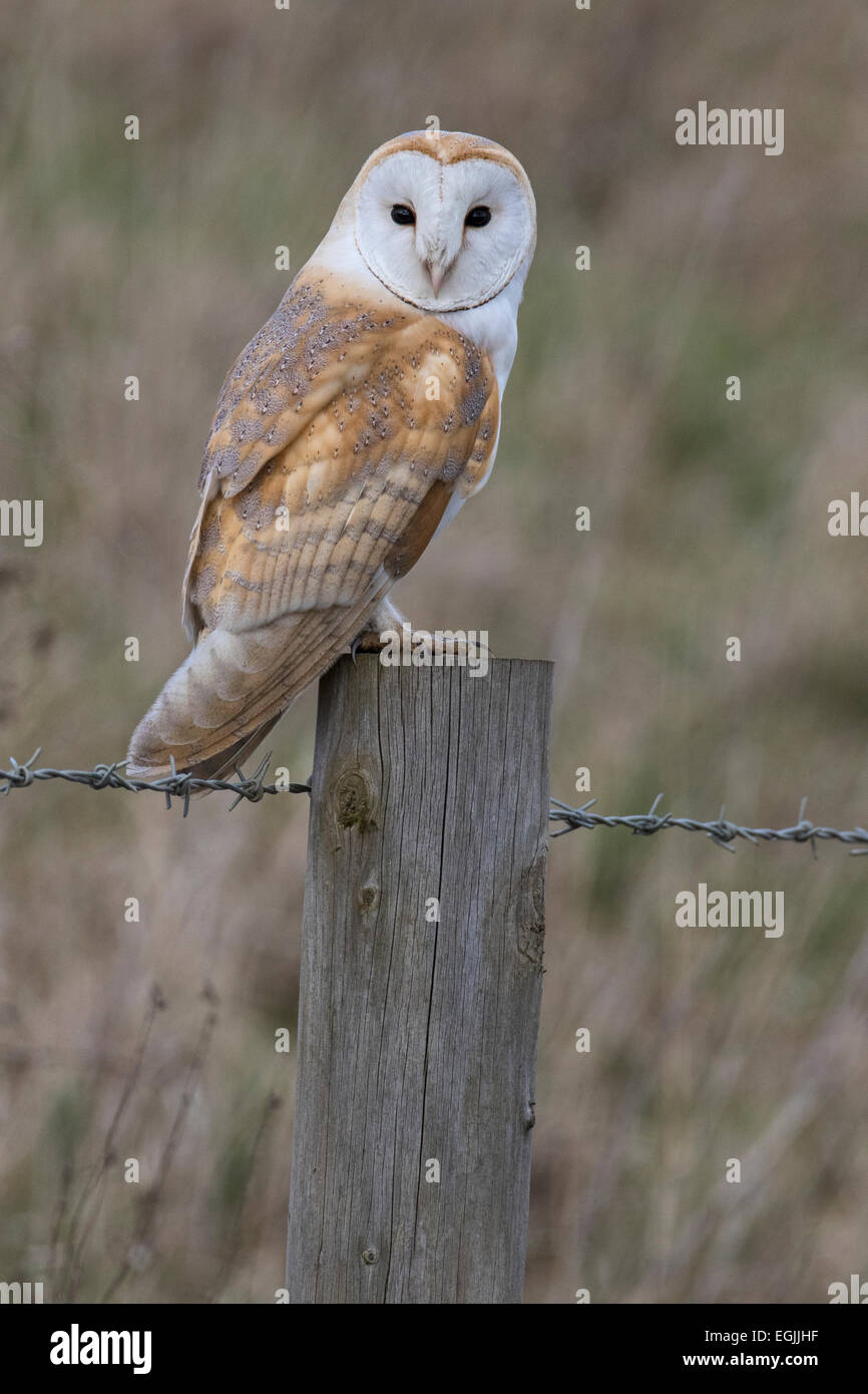 Il barbagianni (Tyto alba) appollaiato su un post, Norfolk, Inghilterra Foto Stock