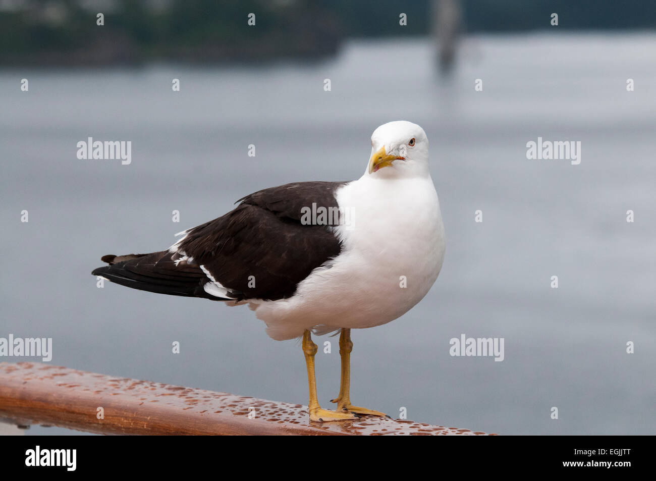 Lesser Black-backed Gabbiani sono abbastanza comuni lungo le rive dell'Europa occidentale e settentrionale. Heringsmöwe in einem Fjord Norwegens Foto Stock