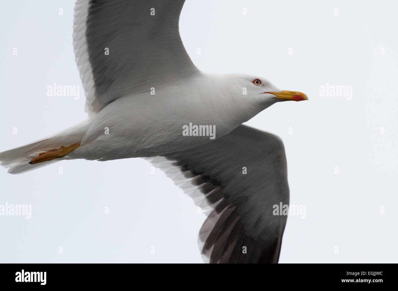 Lesser Black-backed Gabbiani sono abbastanza comuni lungo le rive dell'Europa occidentale e settentrionale. Heringsmöwe in einem Fjord Norwegens Foto Stock