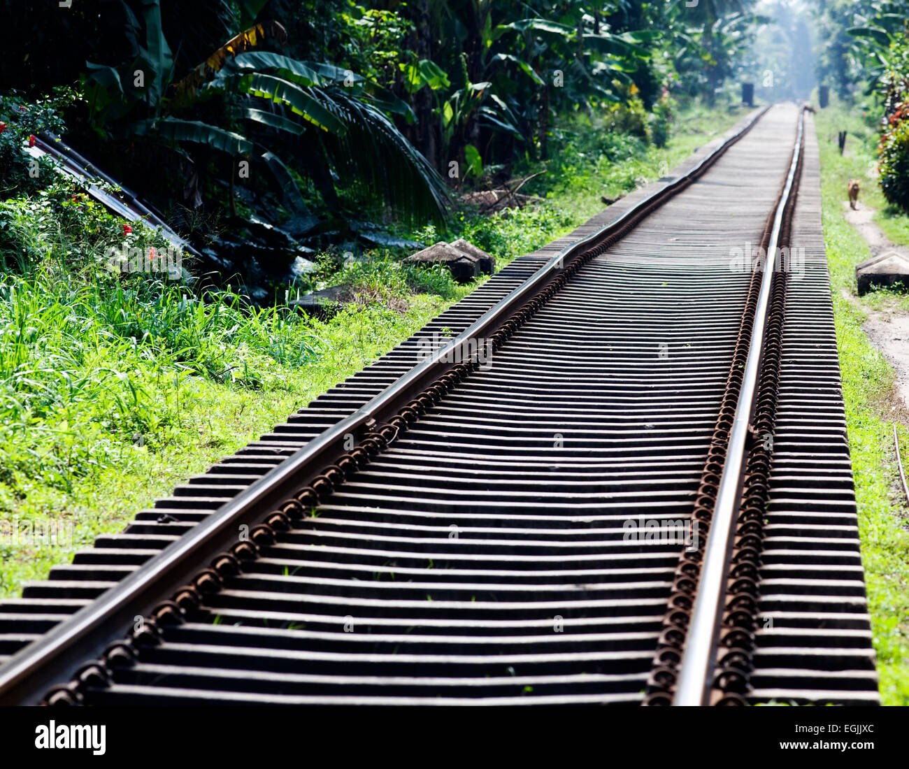 I binari ferroviari nella giungla Foto Stock