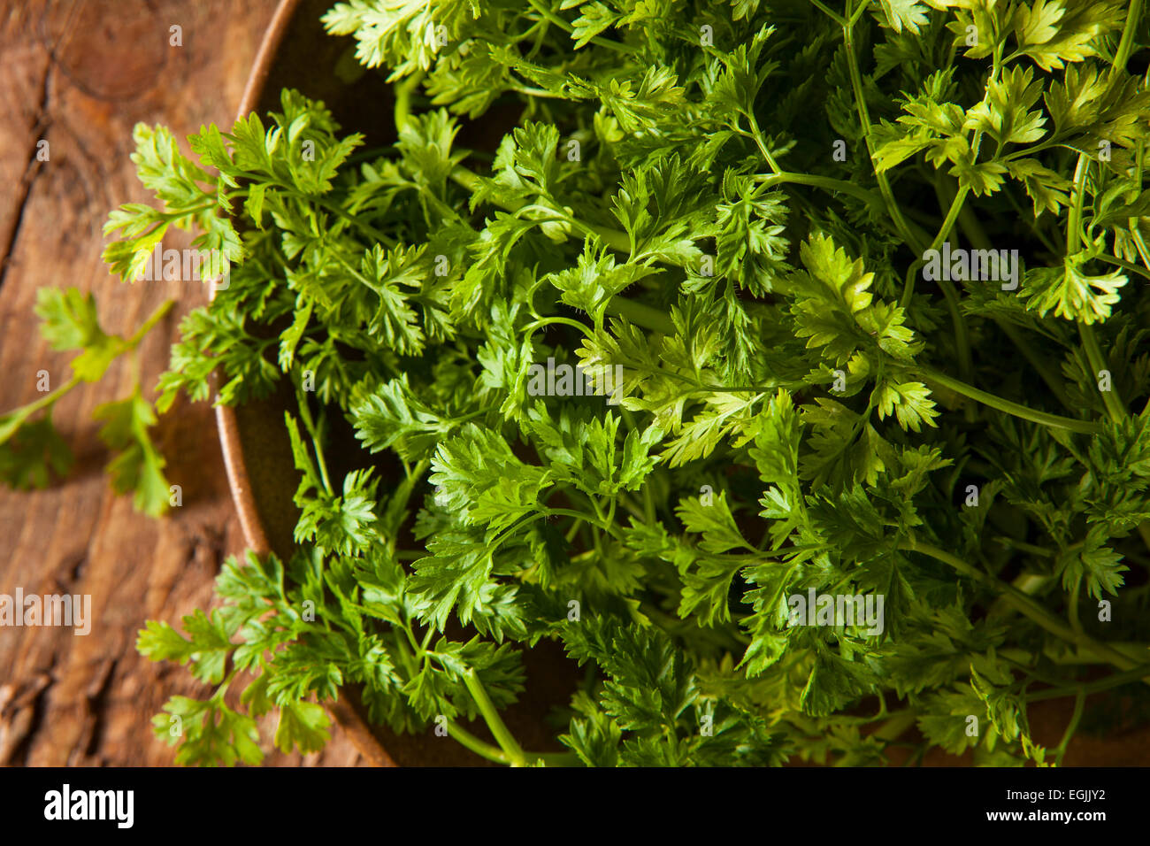 Materie organiche prezzemolo francese cerfoglio su uno sfondo Foto Stock