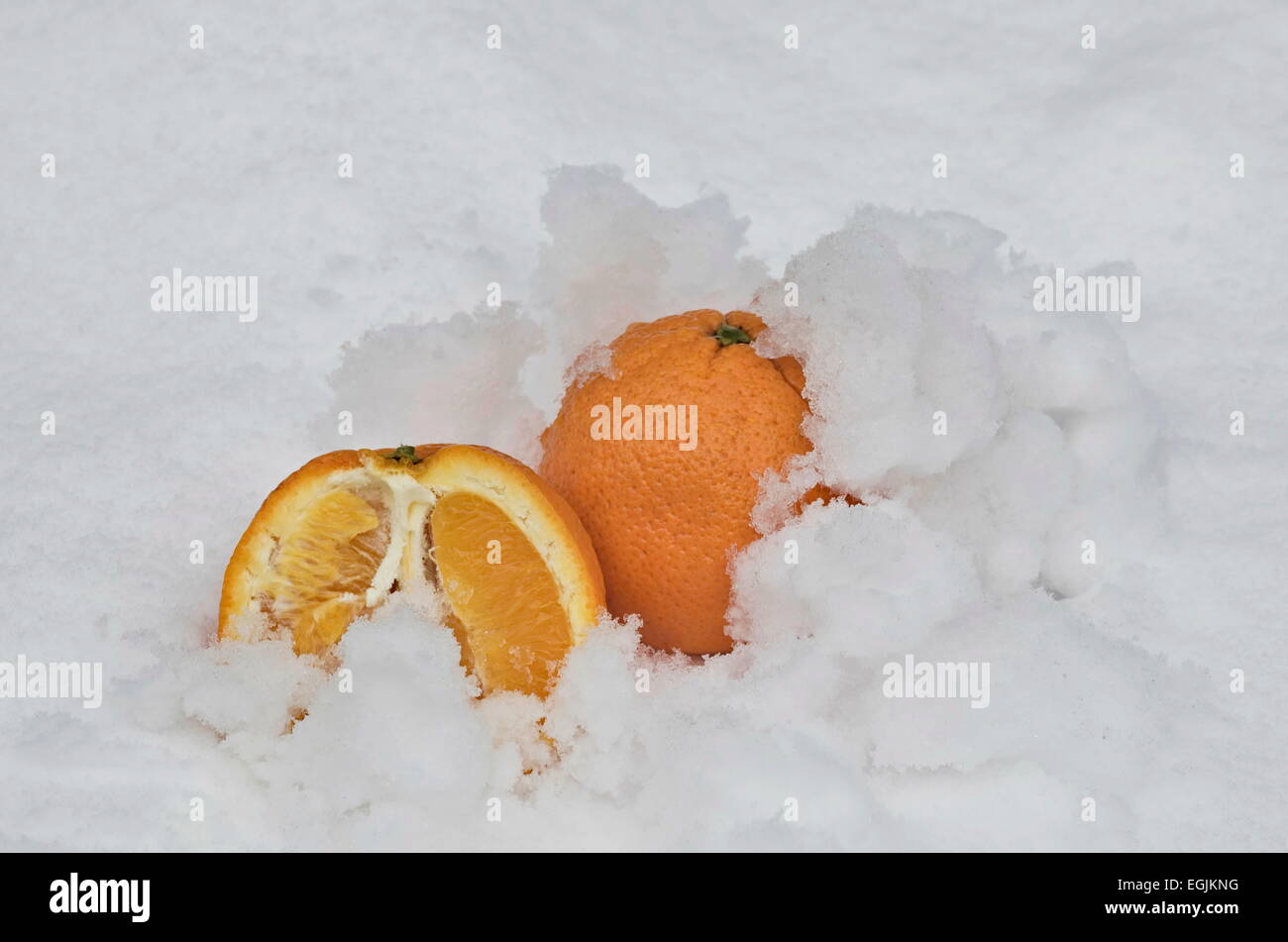 Tutta arancione e mezza arancia frutto di refrigerare nella neve-deriva a giardino, Sofia, Bulgaria Foto Stock