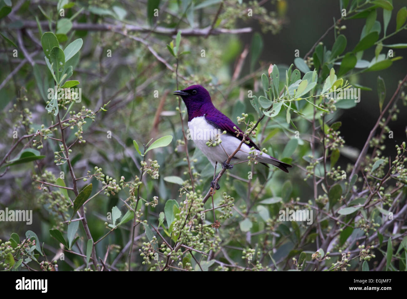 Viola-backed o prugna colorati maschio starling nella struttura ad albero in Sud Africa Foto Stock