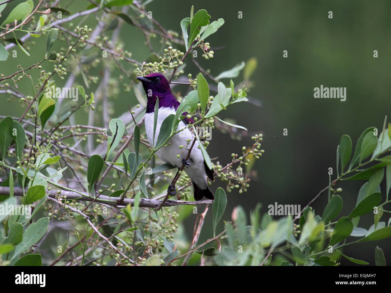 Viola-backed o prugna colorati maschio starling nella struttura ad albero in Sud Africa Foto Stock