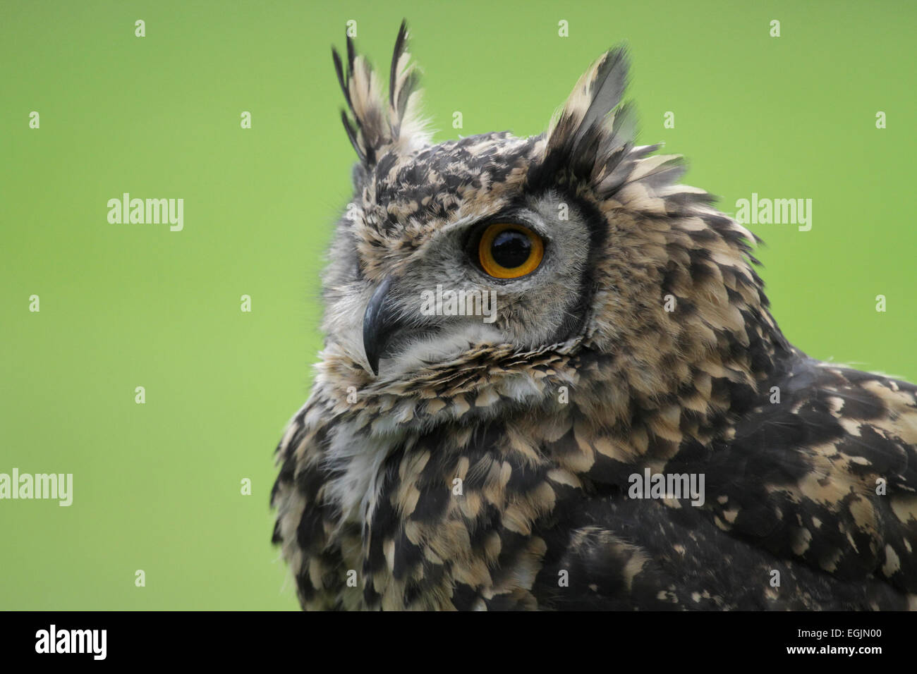 Captive Unione Gufo reale Foto Stock