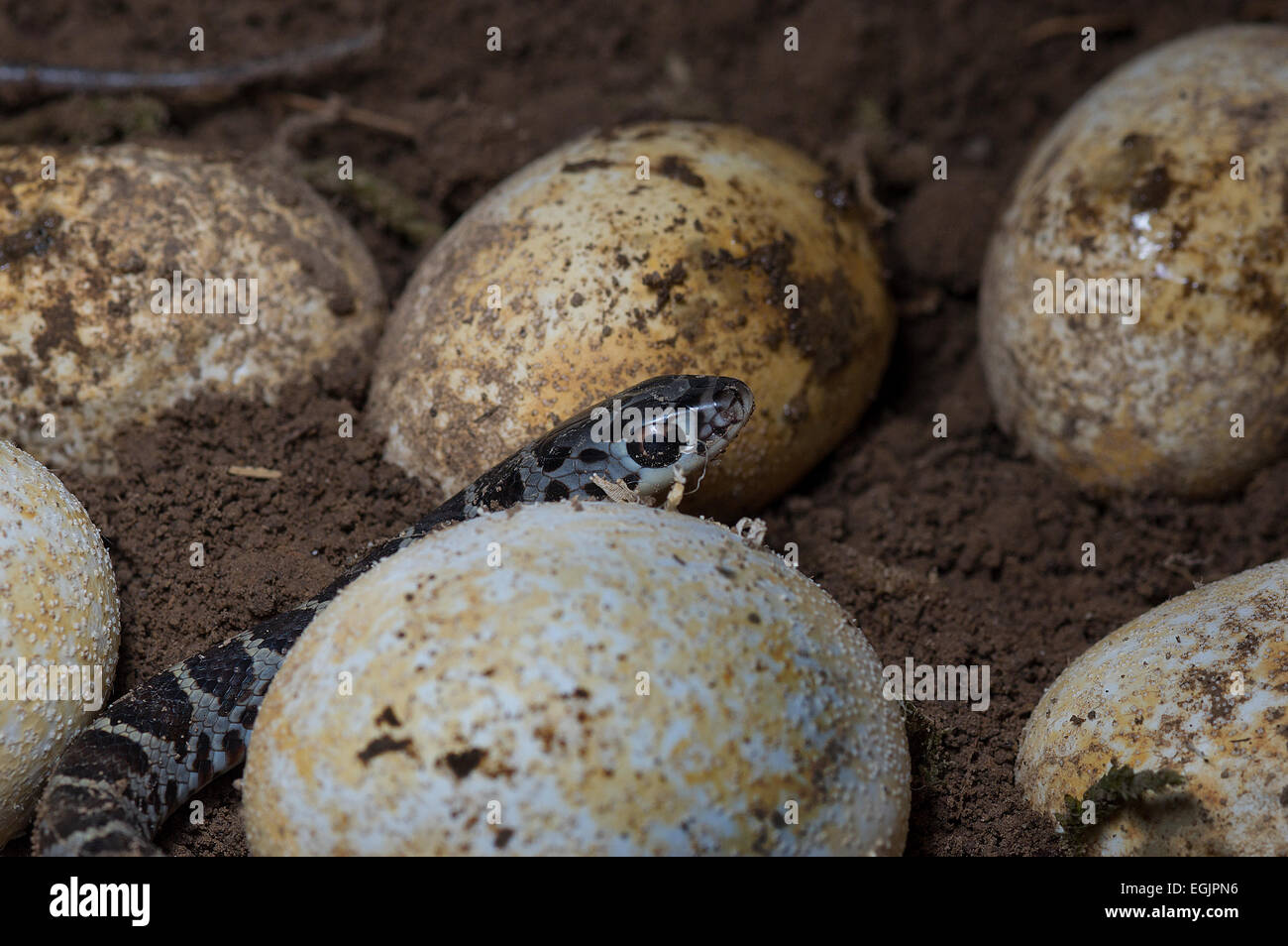 Nero nord racer, Coluber Constrictor constrictor, le uova, con giovani, North American rettile, snake, constrictor Foto Stock