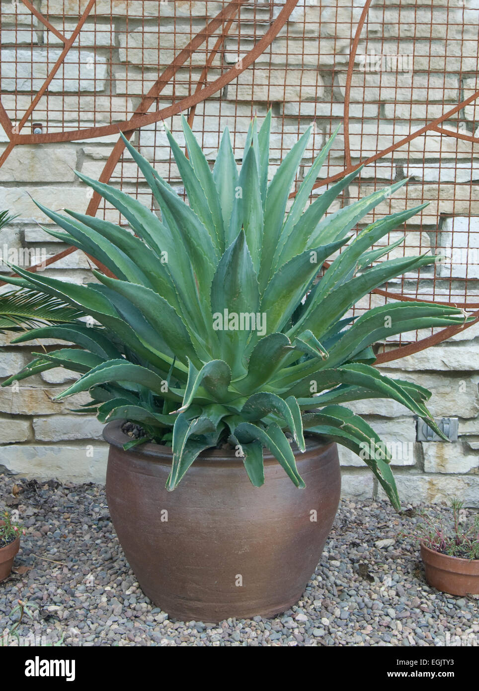 Agave in contenitori Foto Stock