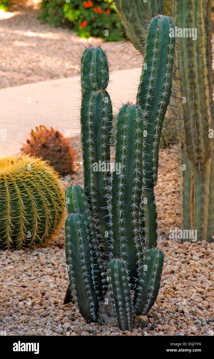 Pachycereus pecten aboriginum, organo a canne Foto Stock