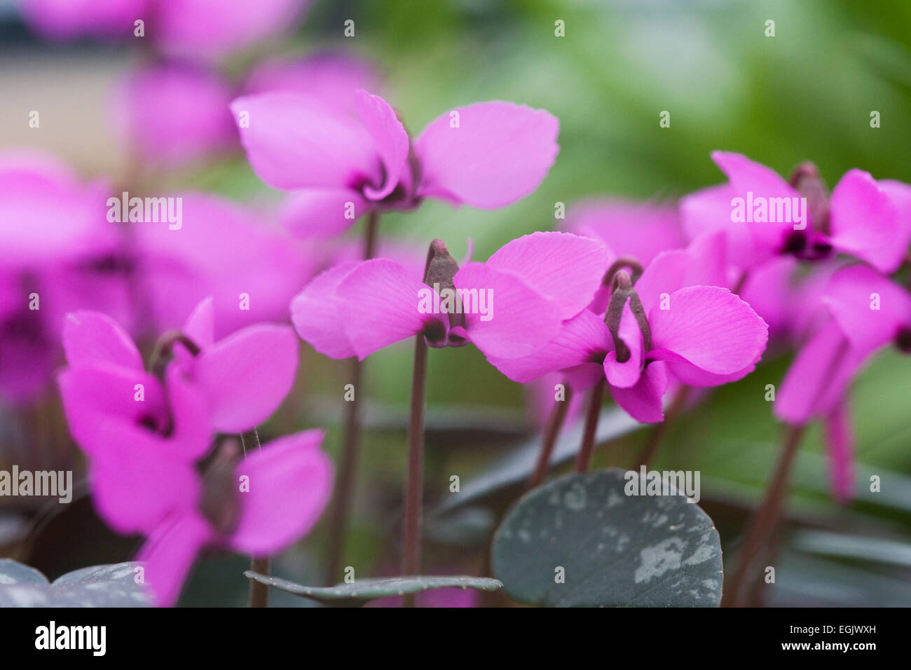 Ciclamino alpinum che cresce in un ambiente protetto. Foto Stock