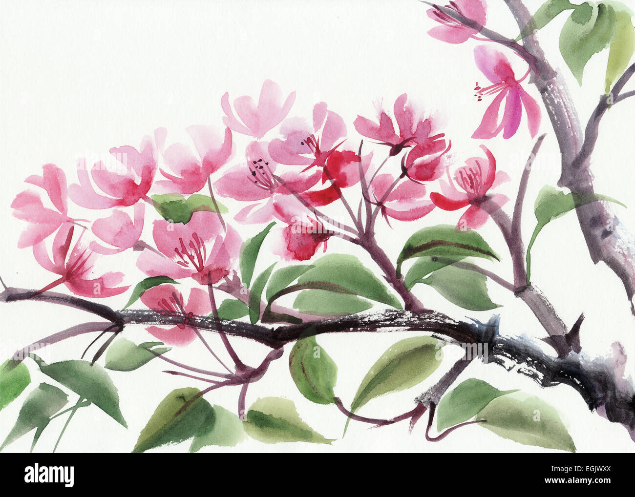 Albero in fiore con fiori di colore rosa la pittura ad acquerello. Stile asiatico. Foto Stock