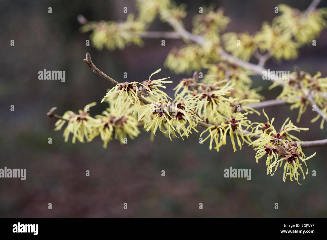 Hamamelis x intermedia 'Pallida'. Foto Stock