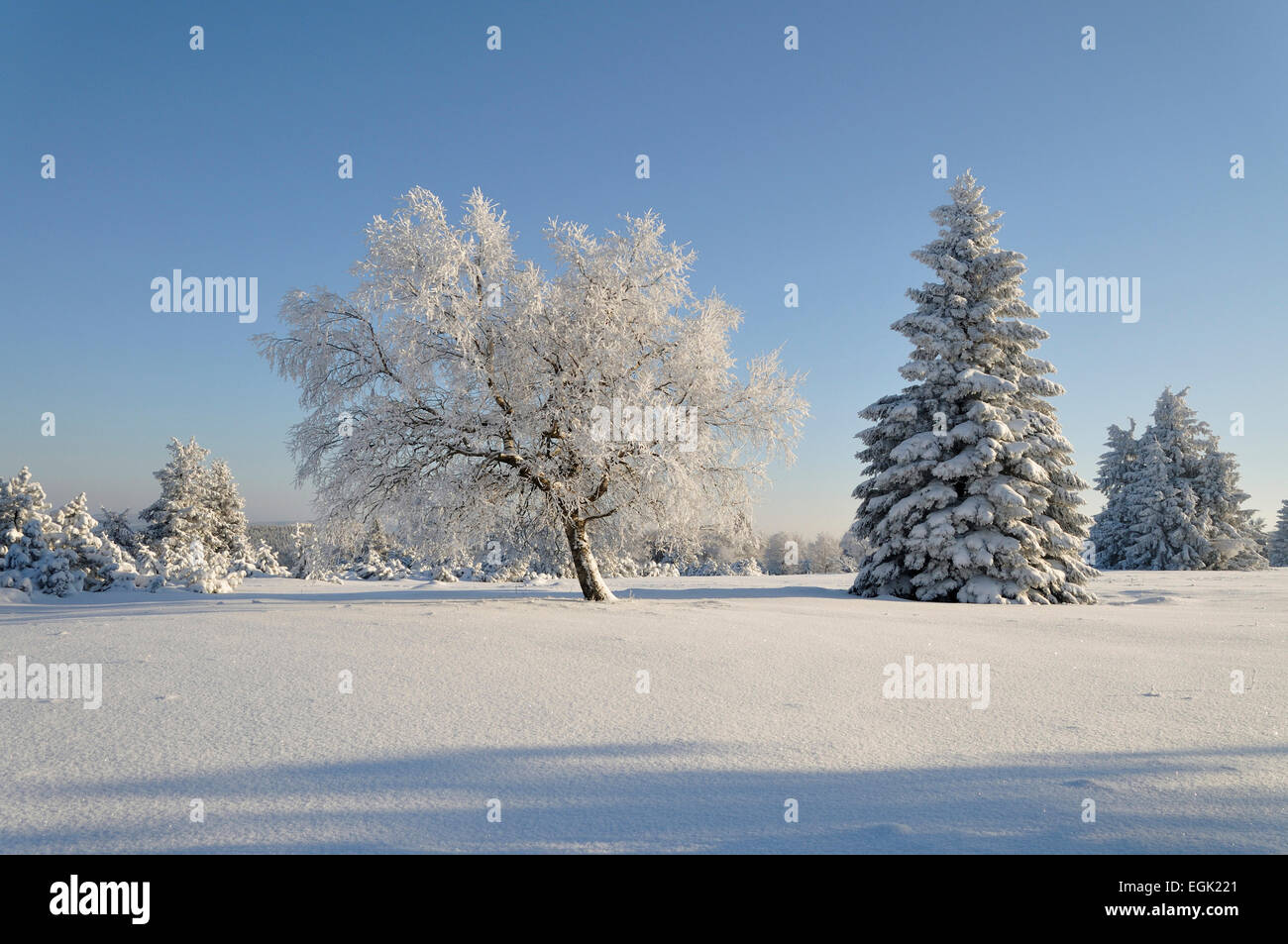 Paesaggio invernale, alberi coperti di neve e gelo rime, Kahler Asten, Renania settentrionale-Vestfalia, Germania Foto Stock