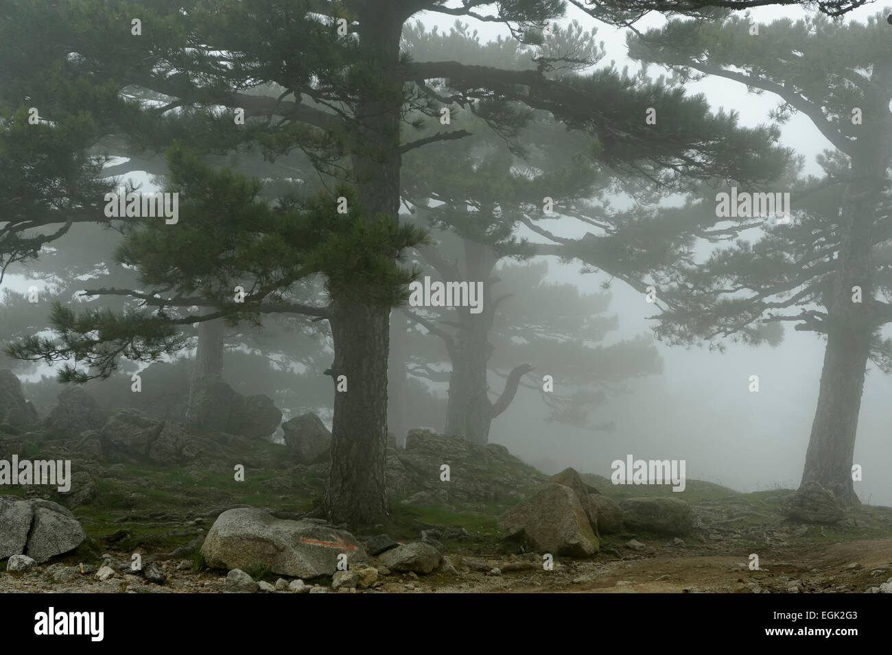 Alberi nella nebbia sul Col del Bavella, Parco Naturale Regionale della Corsica, Corse-du-Sud, Corsica, Francia Foto Stock