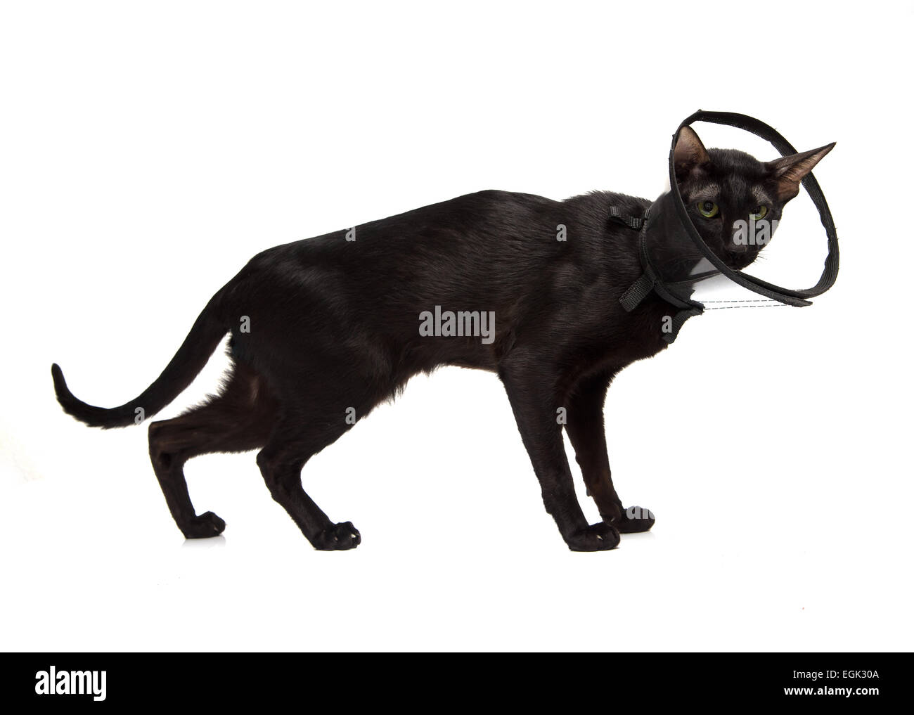 Gatto nero in un cono isolato su sfondo bianco Foto Stock