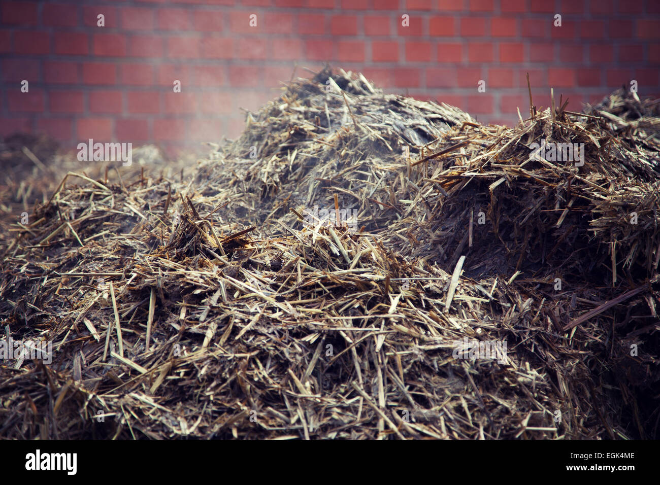 Enorme pila di un letamaio per la cottura a vapore Foto Stock