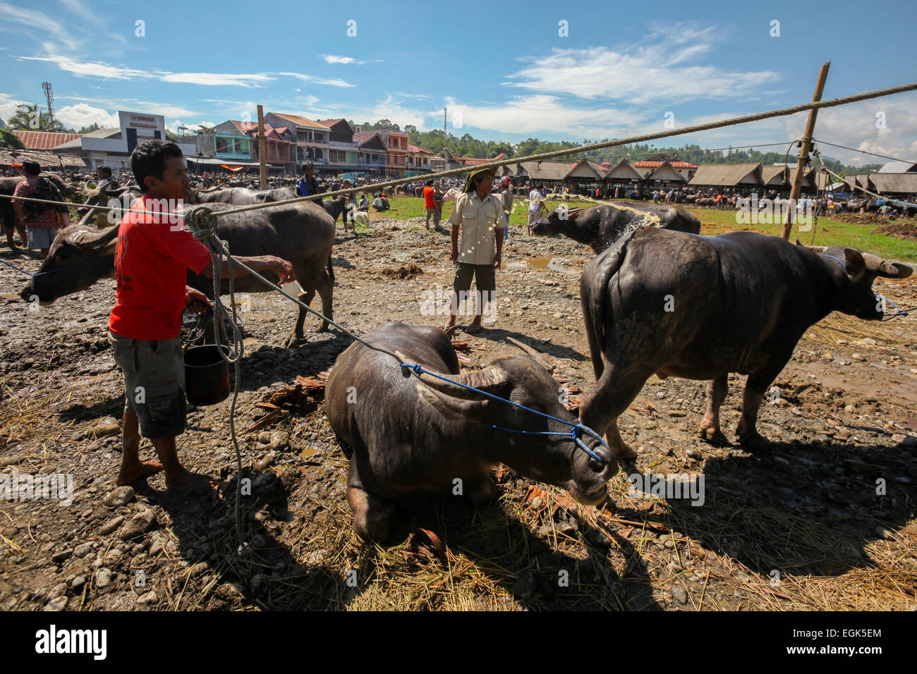 Mercato del bestiame in Rantepao, Toraja, Indonesia. Foto Stock