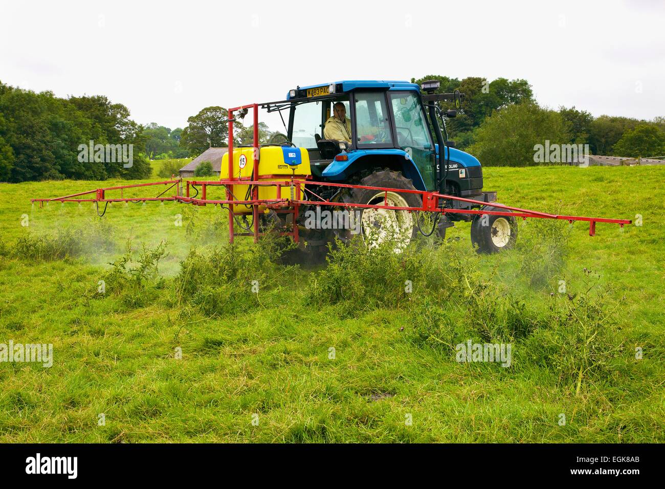 T90 trattore New Holland con spruzzatore, spruzzatura cardi. Foto Stock