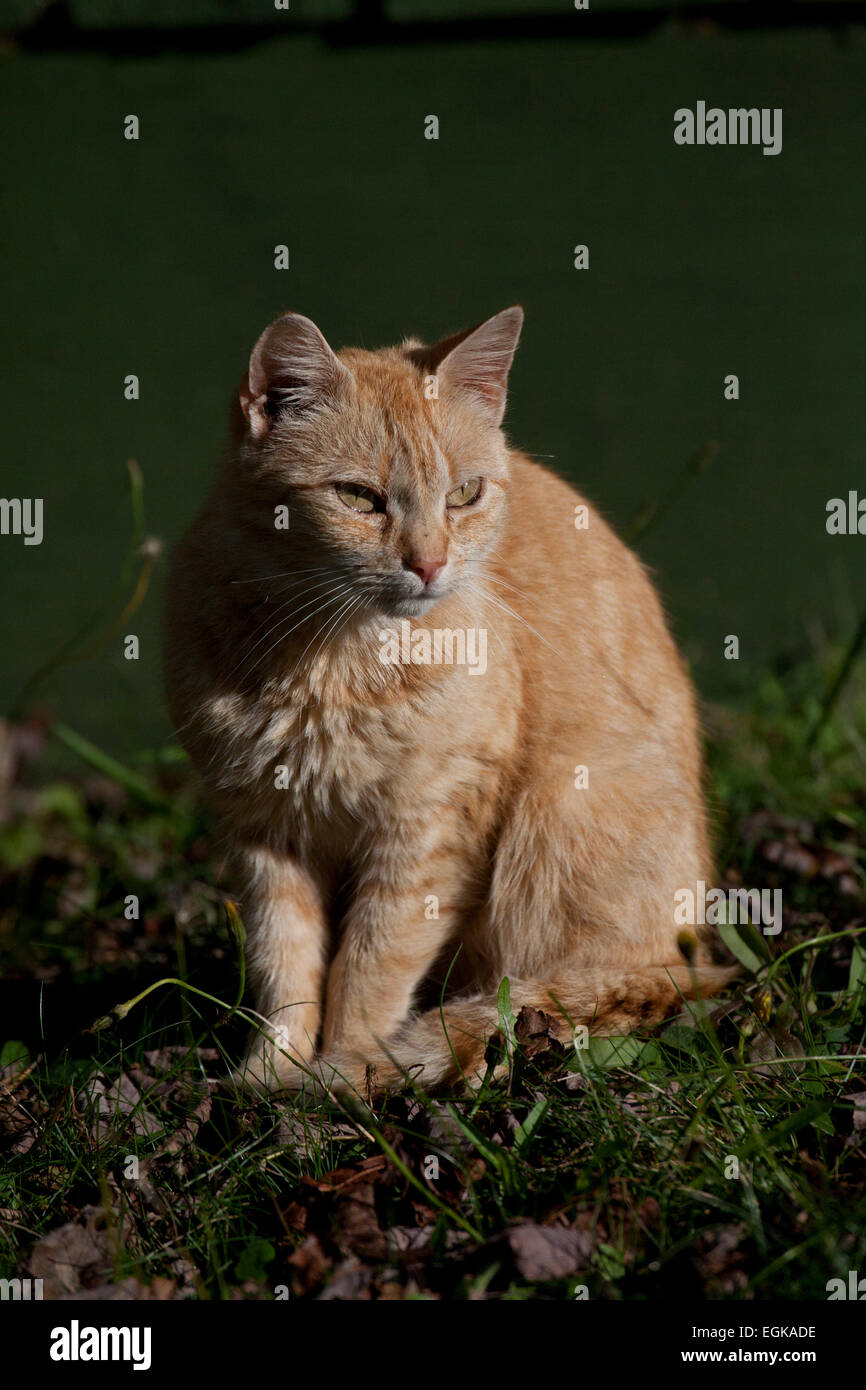 Feral cat in Margaree Valley, Nova Scotia, Canada Foto Stock