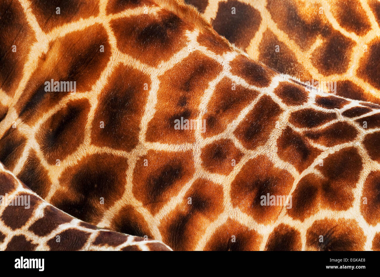Modelli astratti di giraffe baringo prigioniere (Giraffa camelopardalis rothschildi) Foto Stock